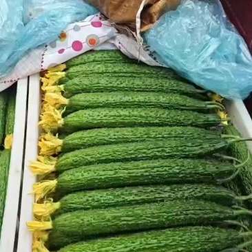 精品绿亮中条密刺黄瓜大量上市中