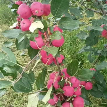 沙果