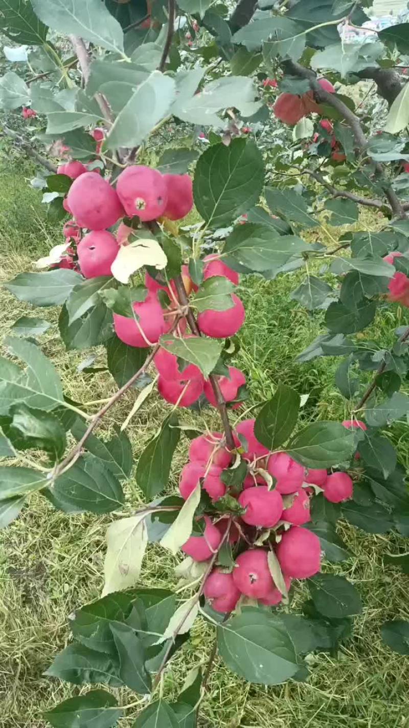 沙果
