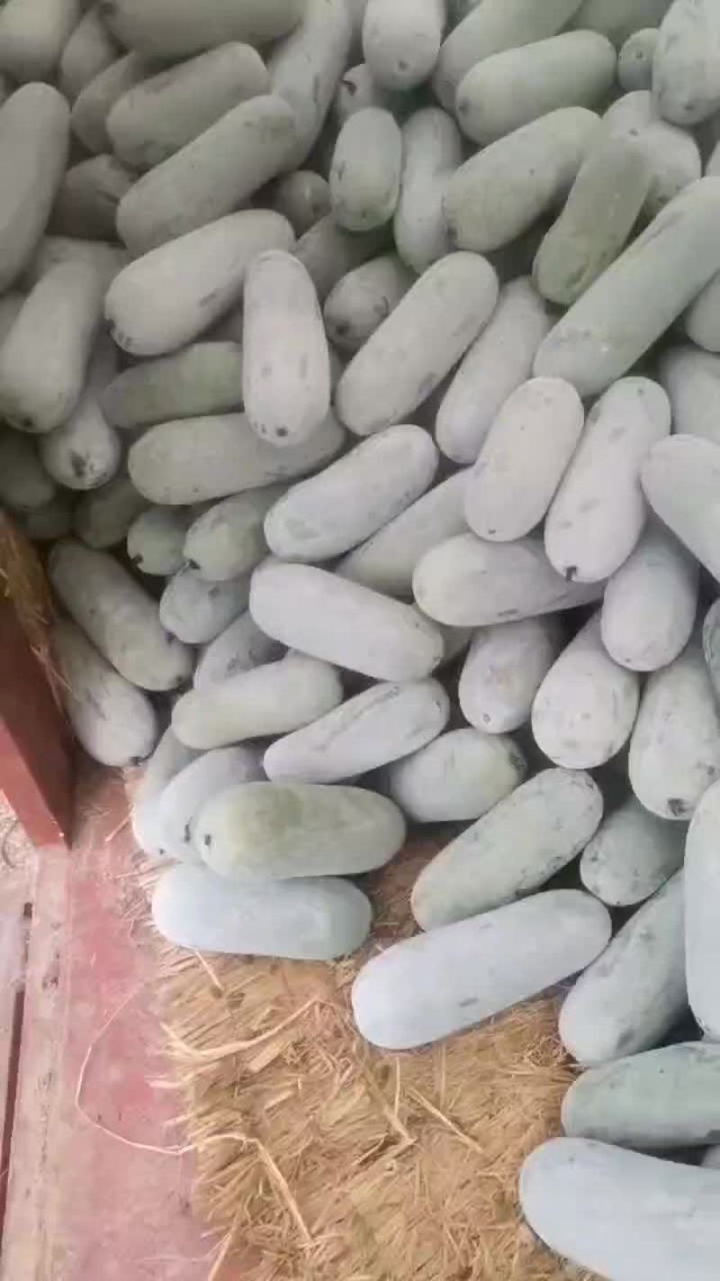 水果冬瓜