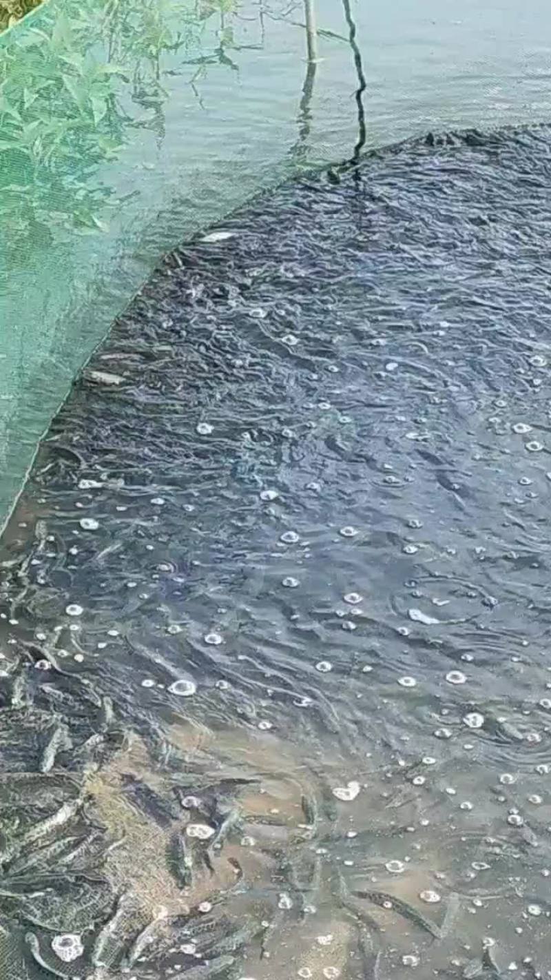 优质黑鱼苗