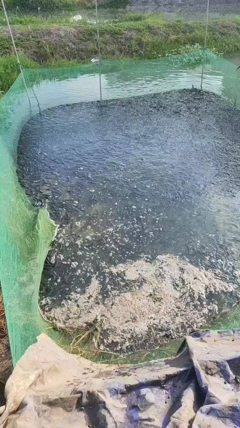 优质黑鱼苗