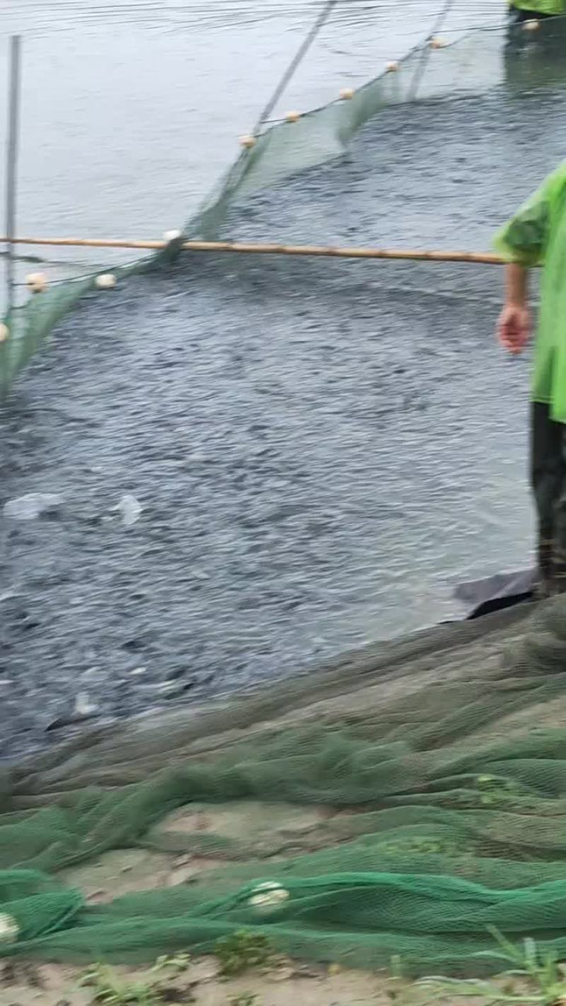 优质黑鱼苗