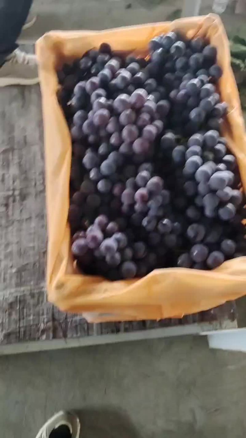 巨峰葡萄