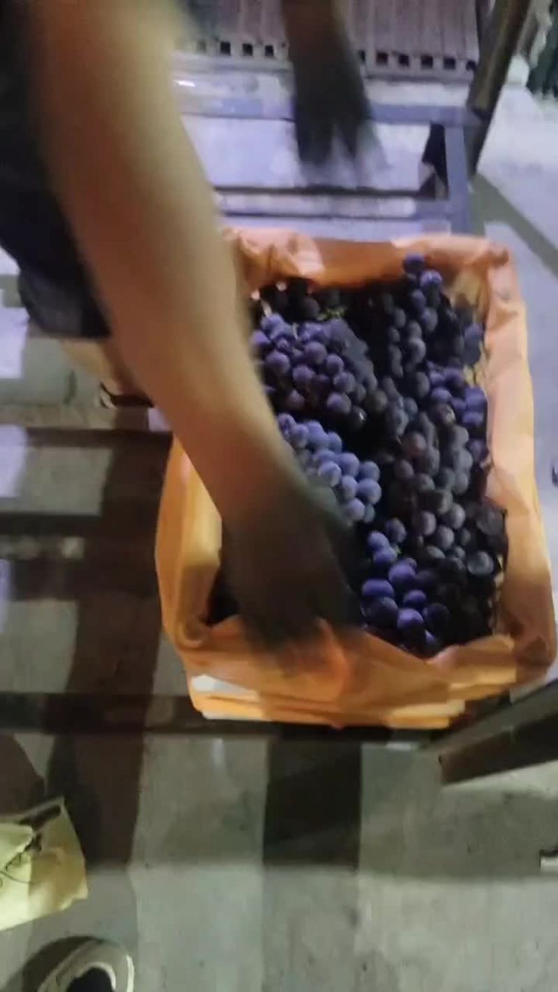 巨峰葡萄