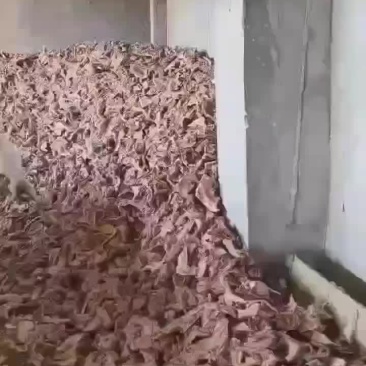 猪头骨