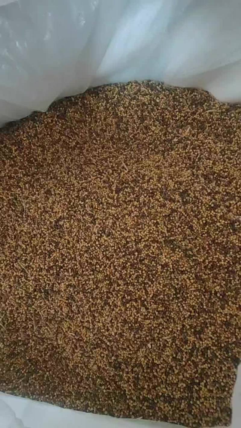 本地老品种菜籽