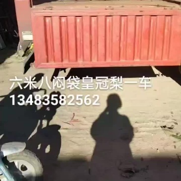 皇冠梨大量有货，正下树中欢迎全国客商朋友们恰谈