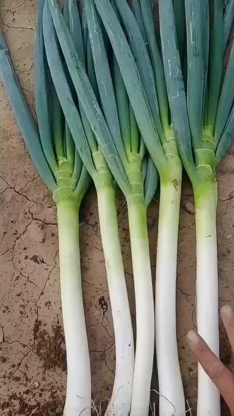 大葱