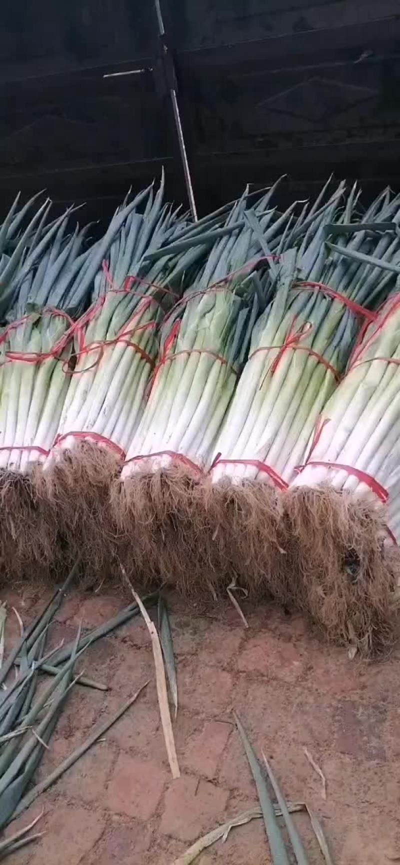 大葱