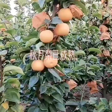 秋月梨