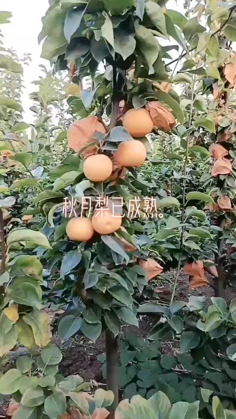 秋月梨