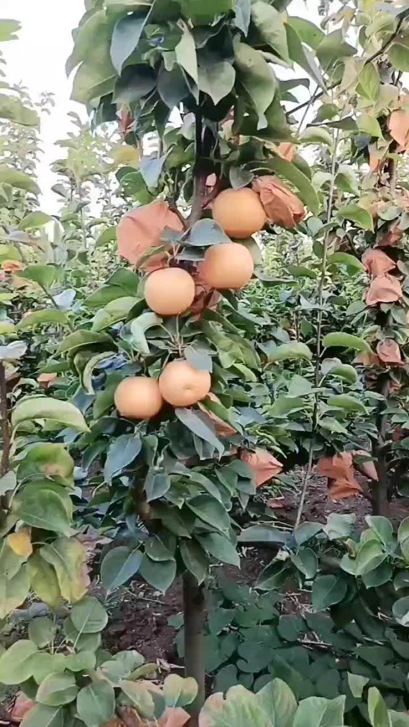 秋月梨