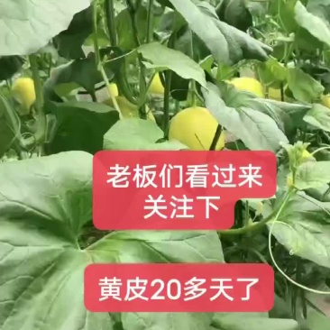 济南章丘哈密瓜