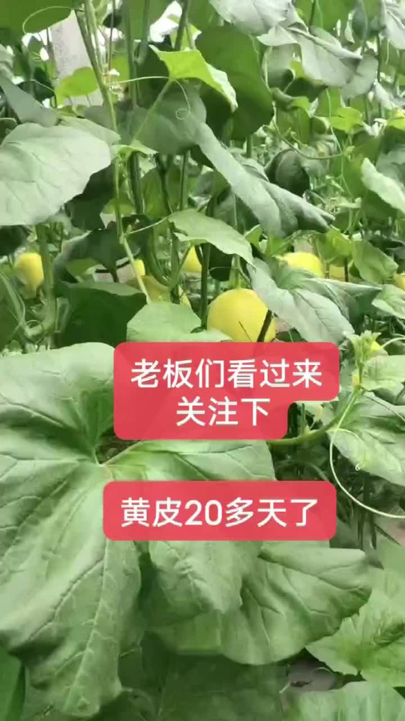 济南章丘哈密瓜