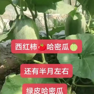 济南章丘哈密瓜代办