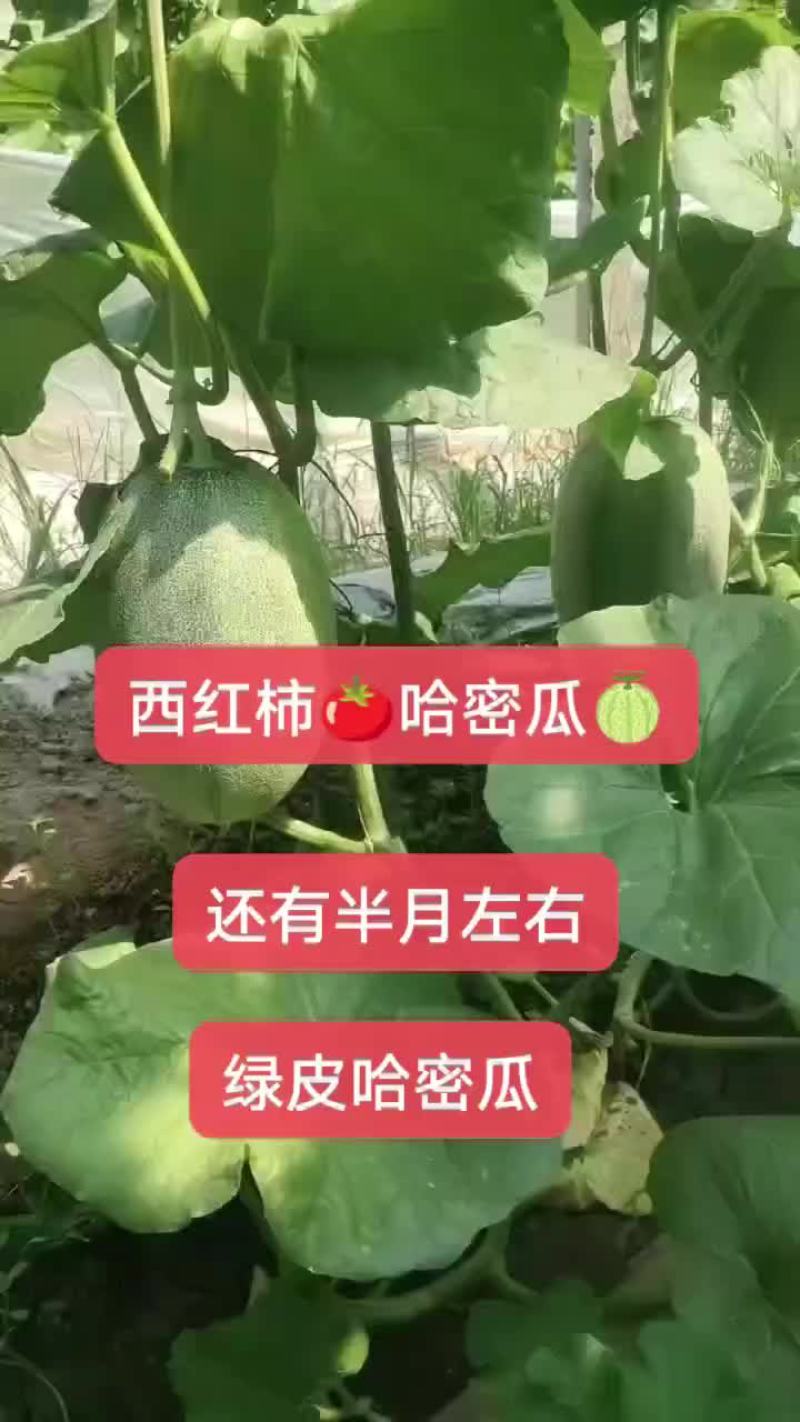 济南章丘哈密瓜代办