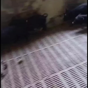 藏香猪小猪