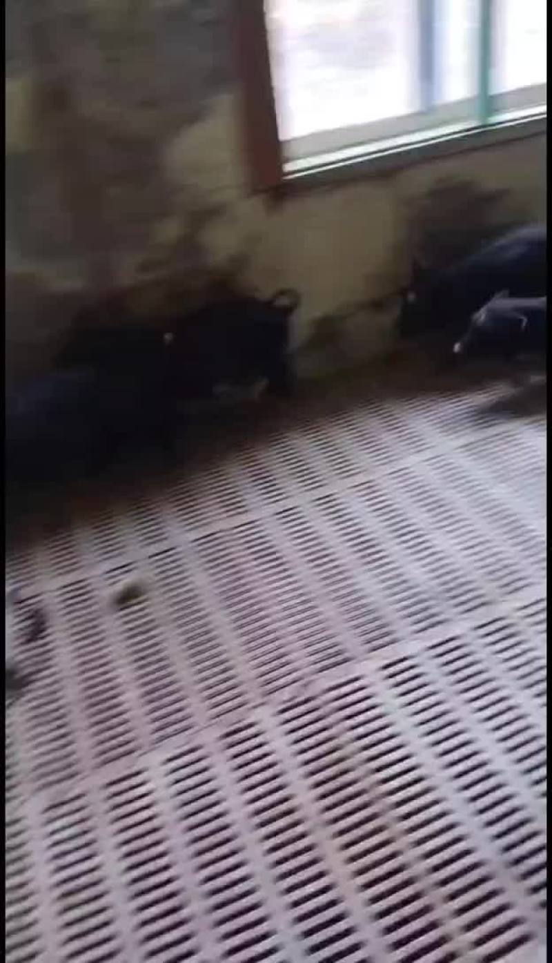 藏香猪小猪