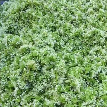 韭菜花