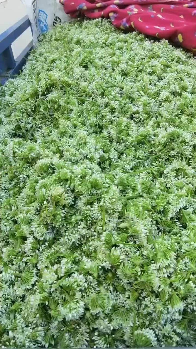 韭菜花
