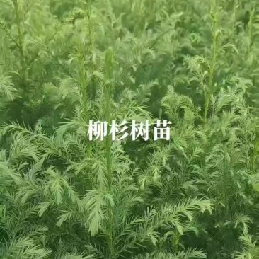 柳杉苗