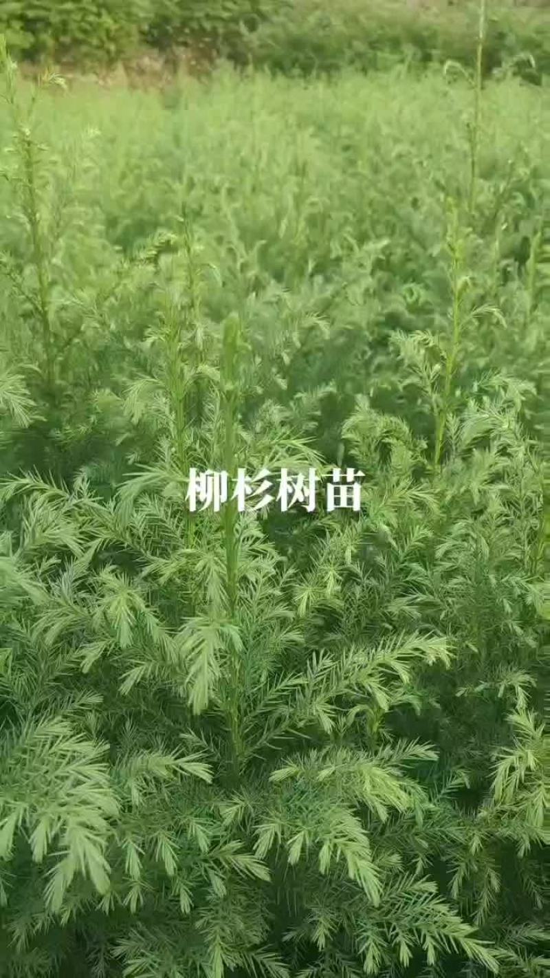 柳杉苗