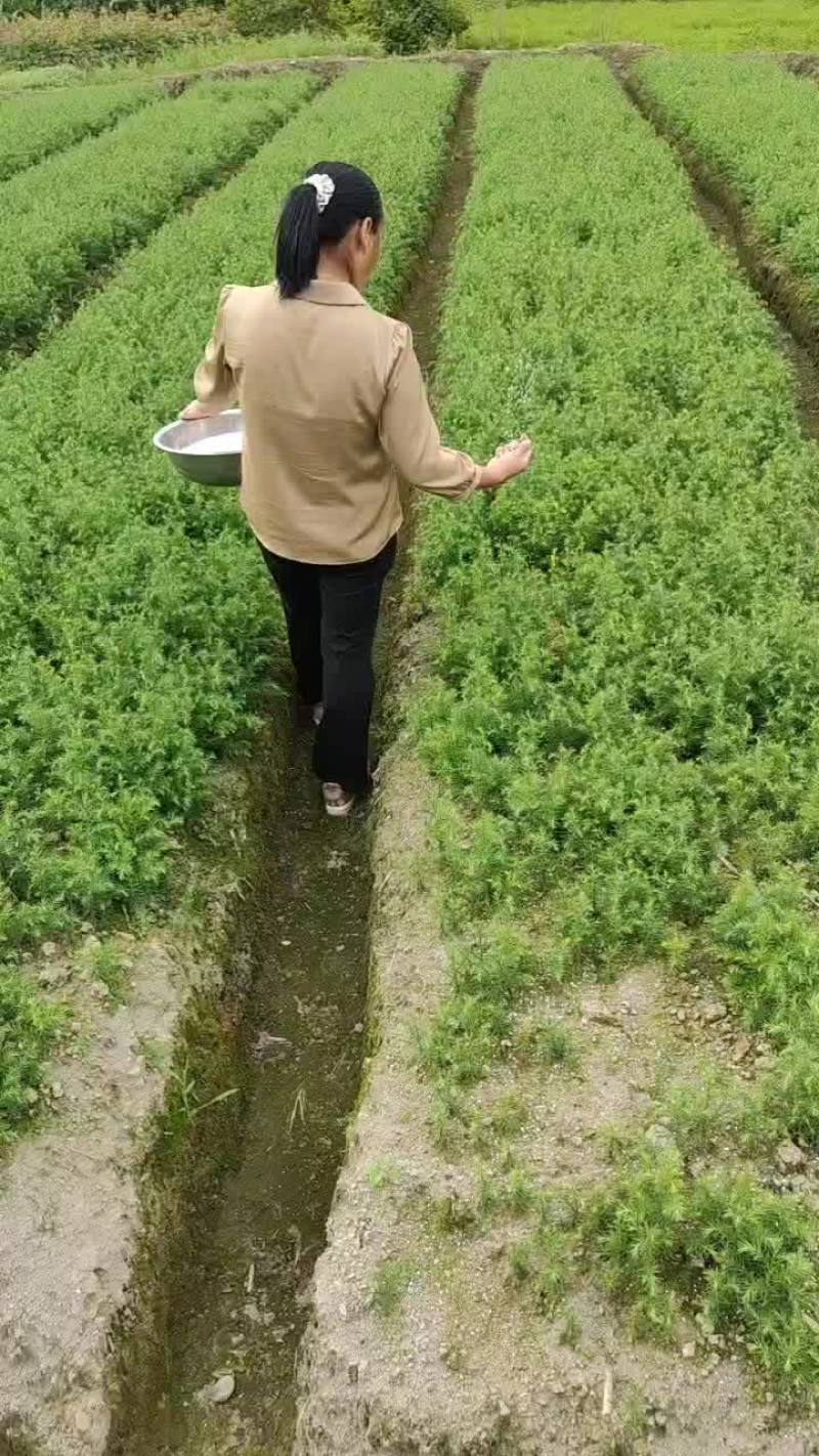 柳杉苗