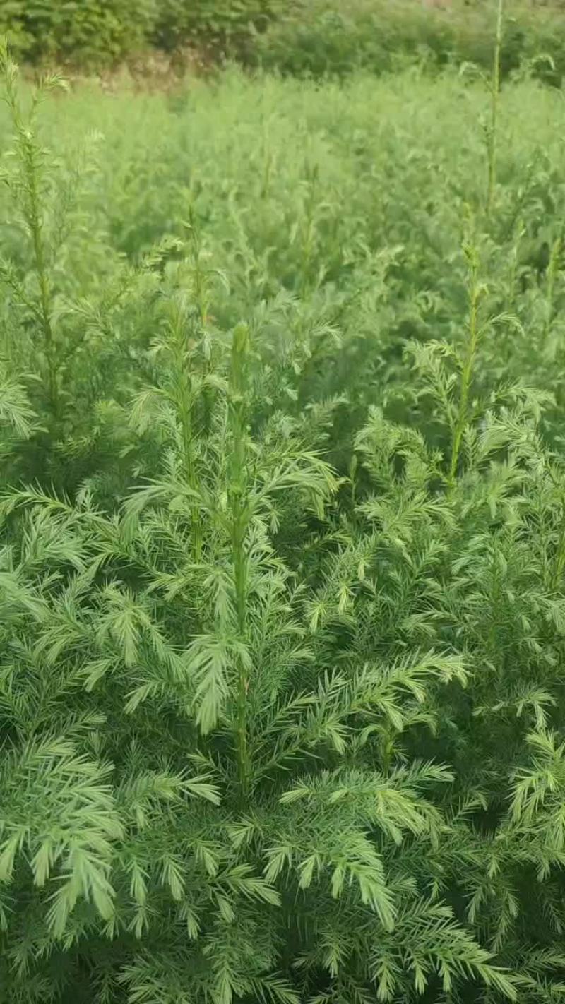 柳杉苗