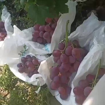 红提葡萄