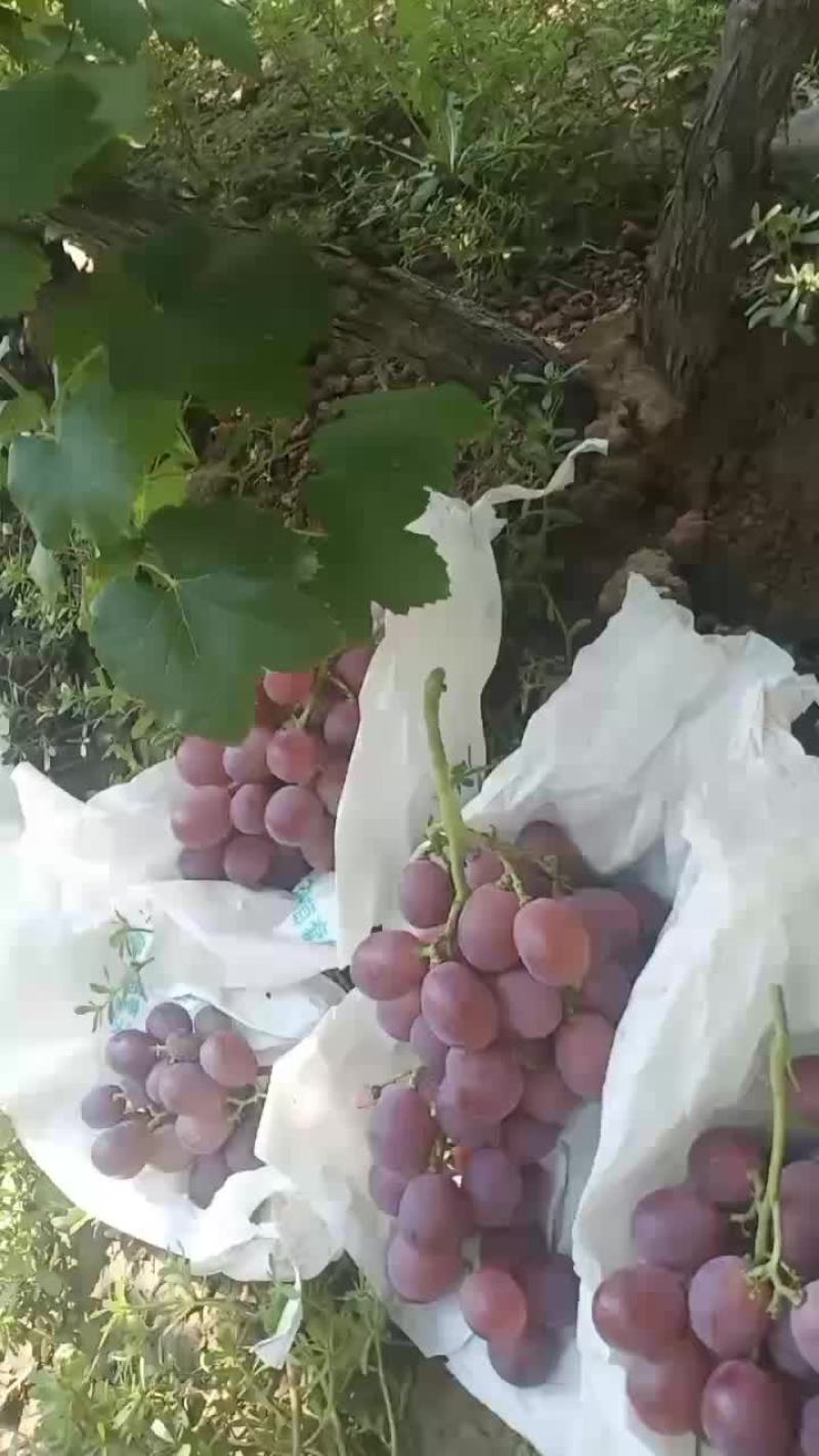 红提葡萄