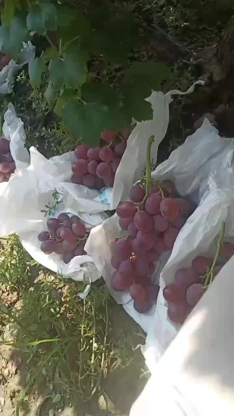 红提葡萄