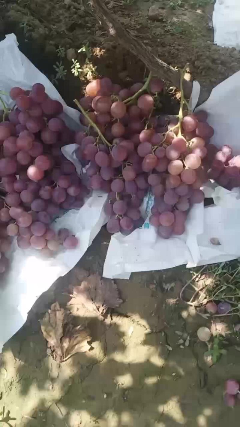 红提葡萄