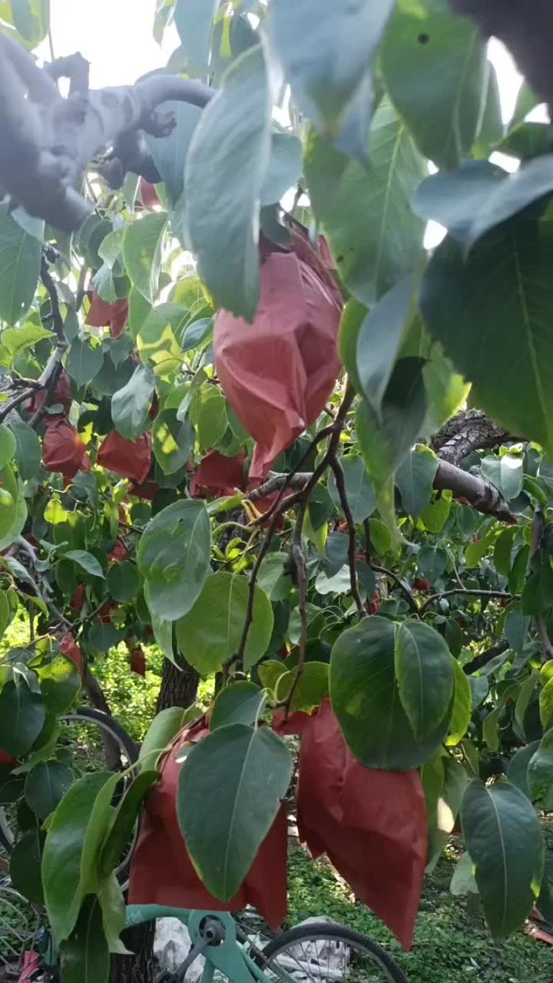 自种自销雪花梨个大包甜绿色无公害