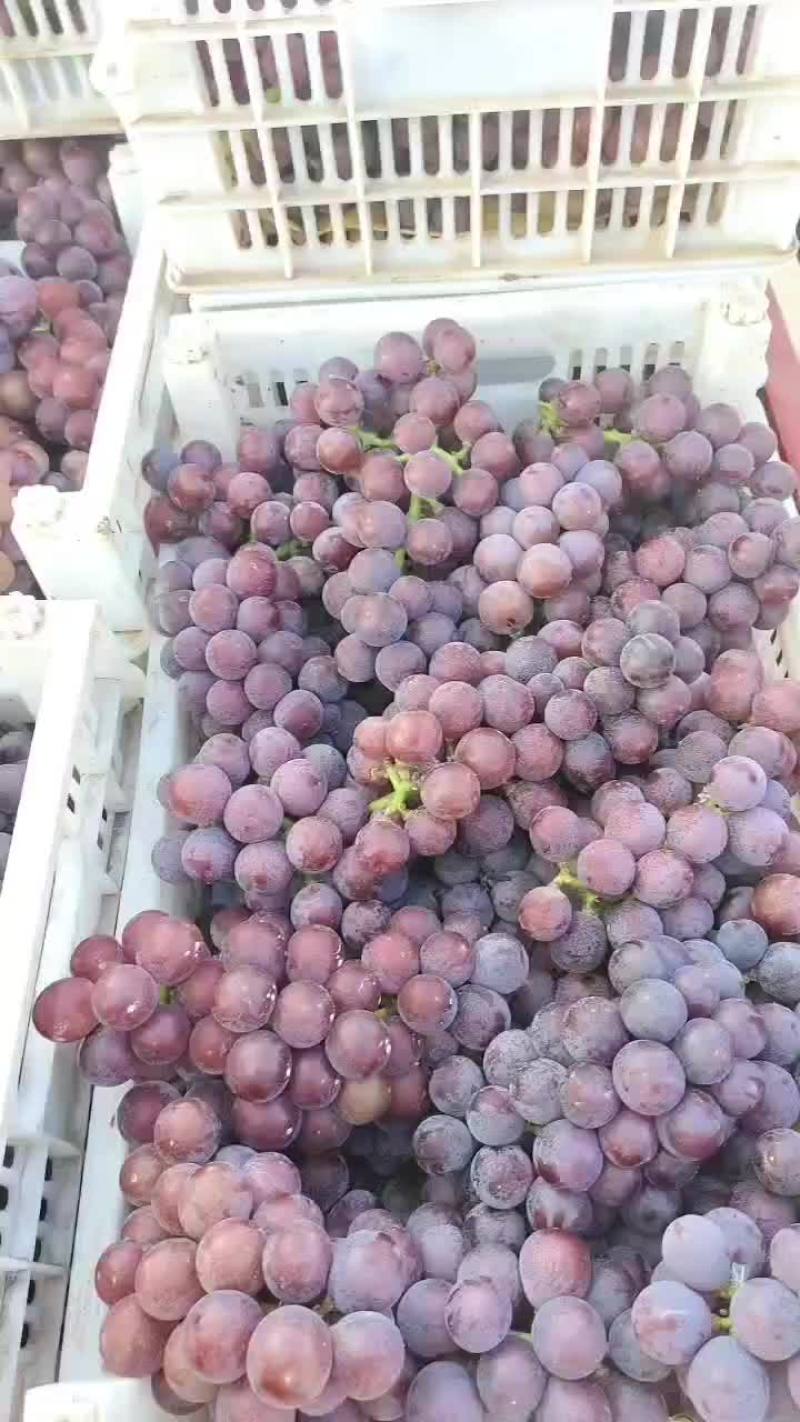 巨峰葡萄