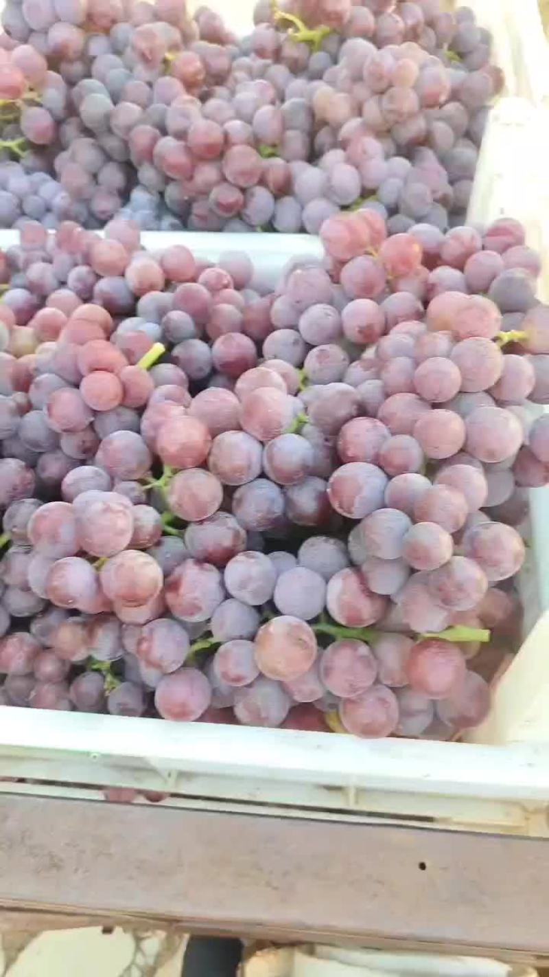 巨峰葡萄