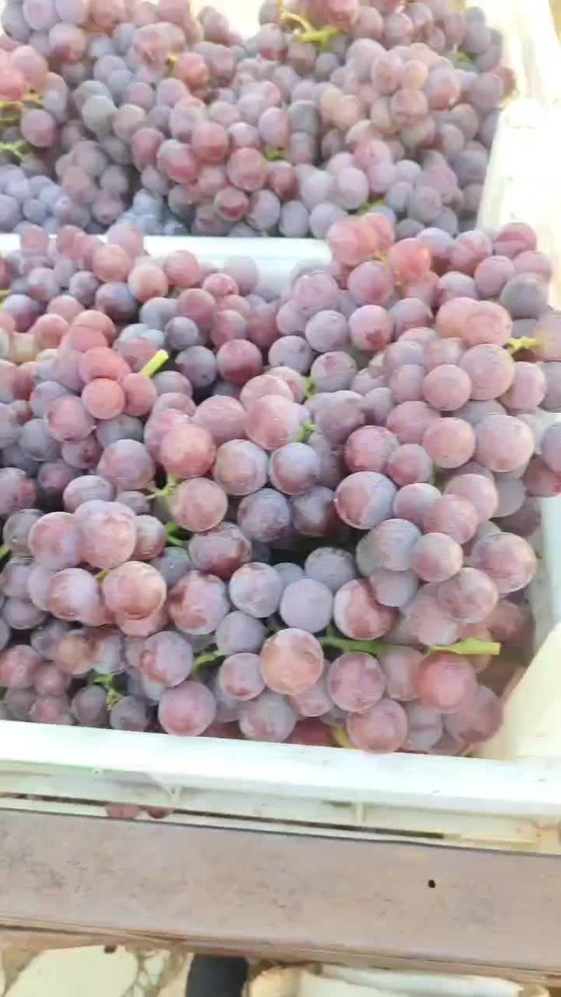 巨峰葡萄