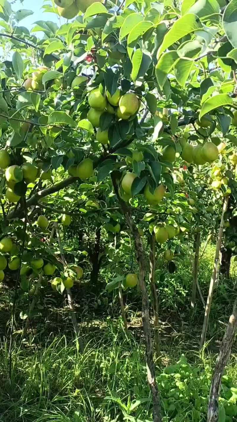 红香酥梨
