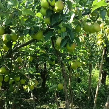红香酥梨