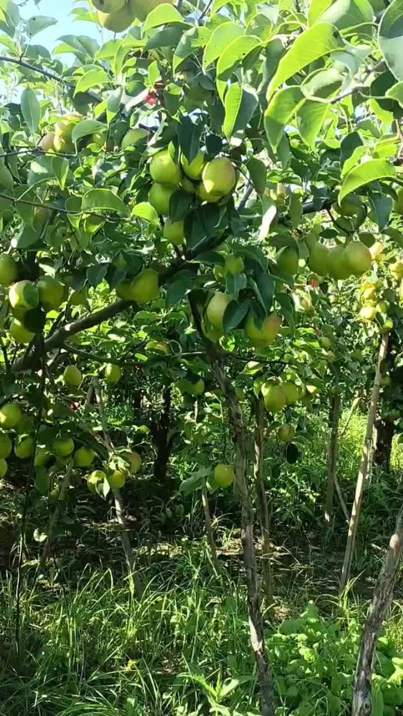 红香酥梨