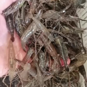 斧头湖大河虾