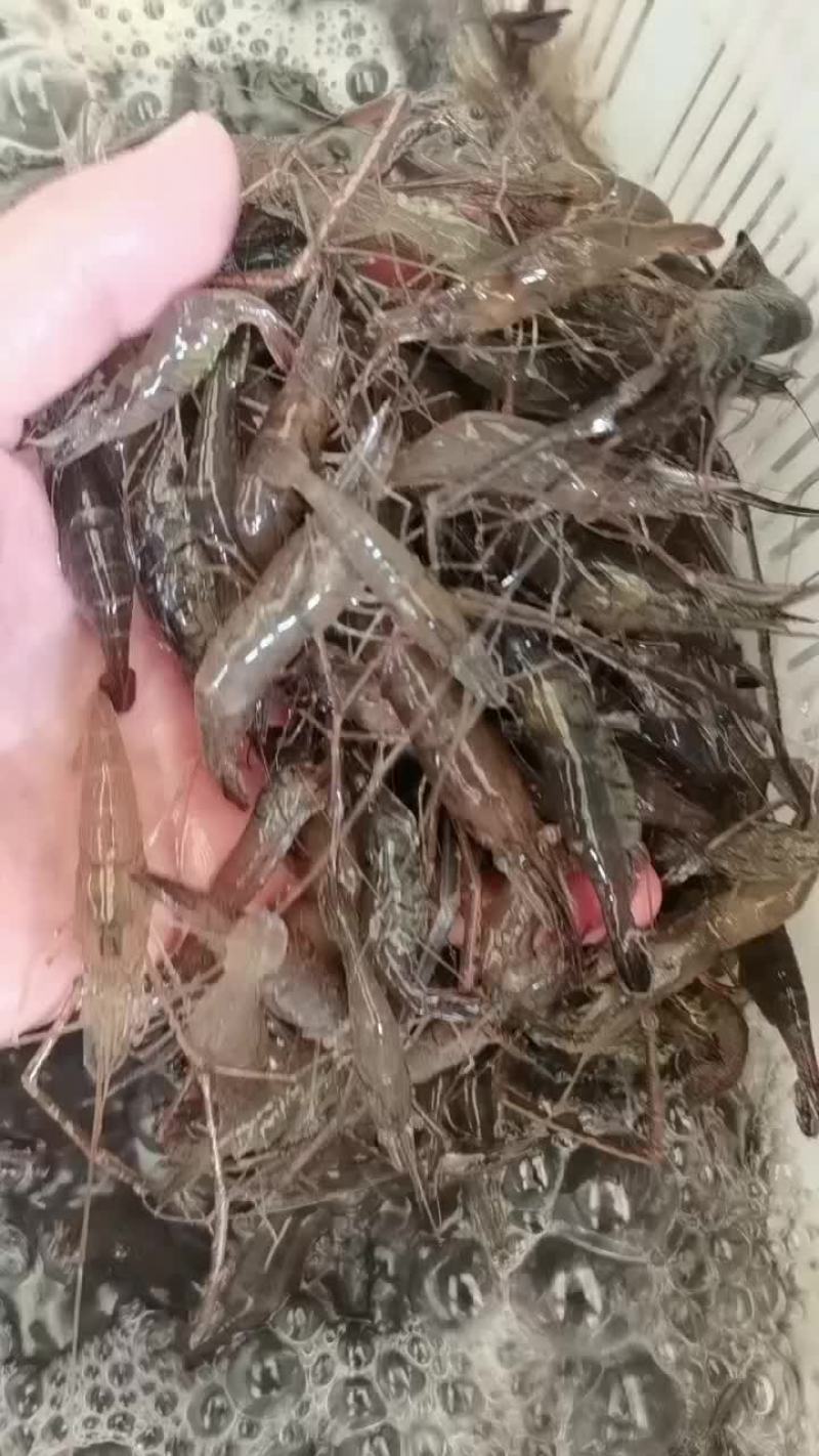 斧头湖大河虾
