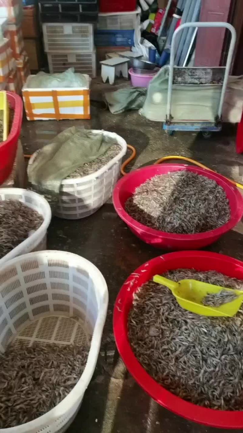 斧头湖大河虾