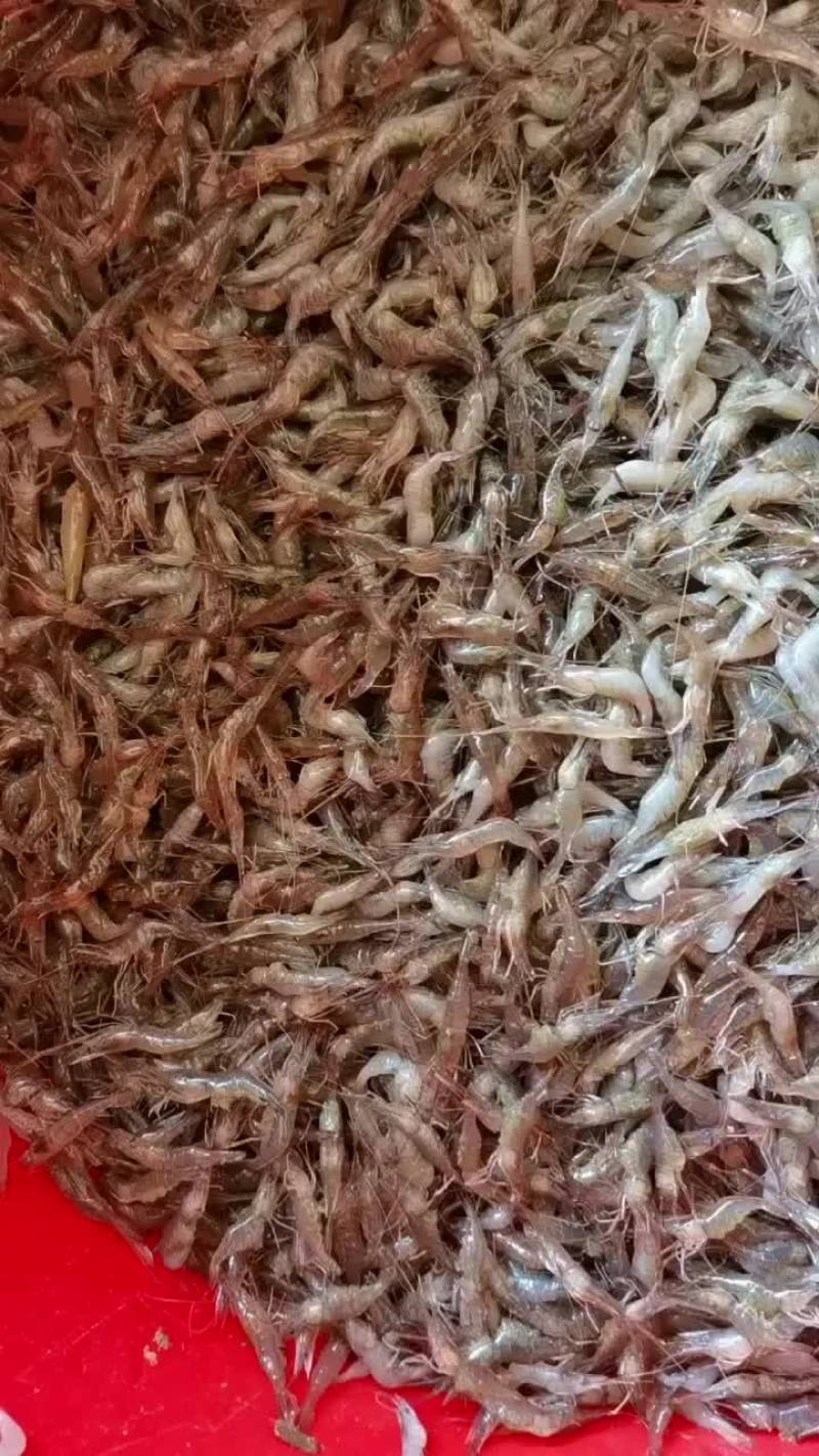 斧头湖大河虾