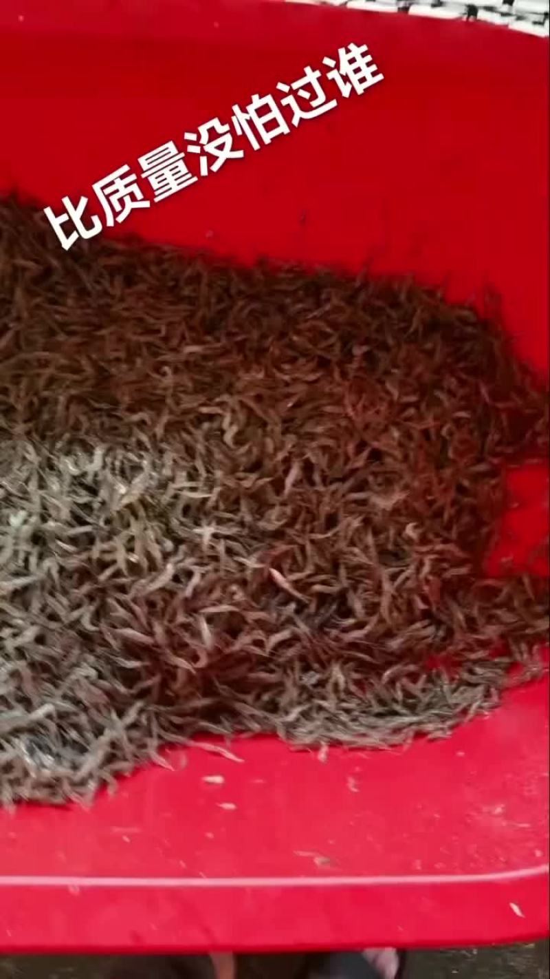 斧头湖大河虾