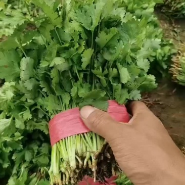 精品香菜价格便宜大量有货