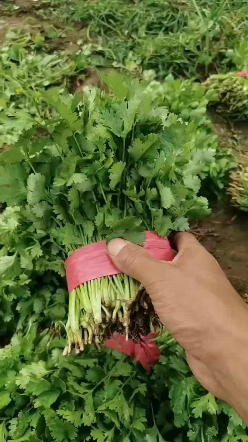 精品香菜价格便宜大量有货
