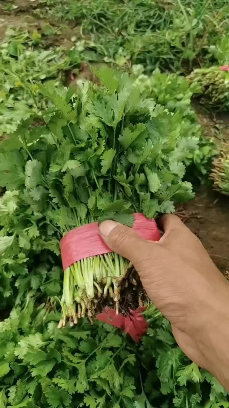 精品香菜价格便宜大量有货