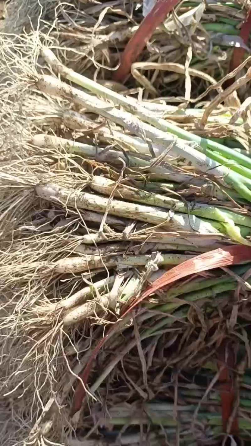 一代晚抽葱苗，品种2102都是高端品种，大量有货