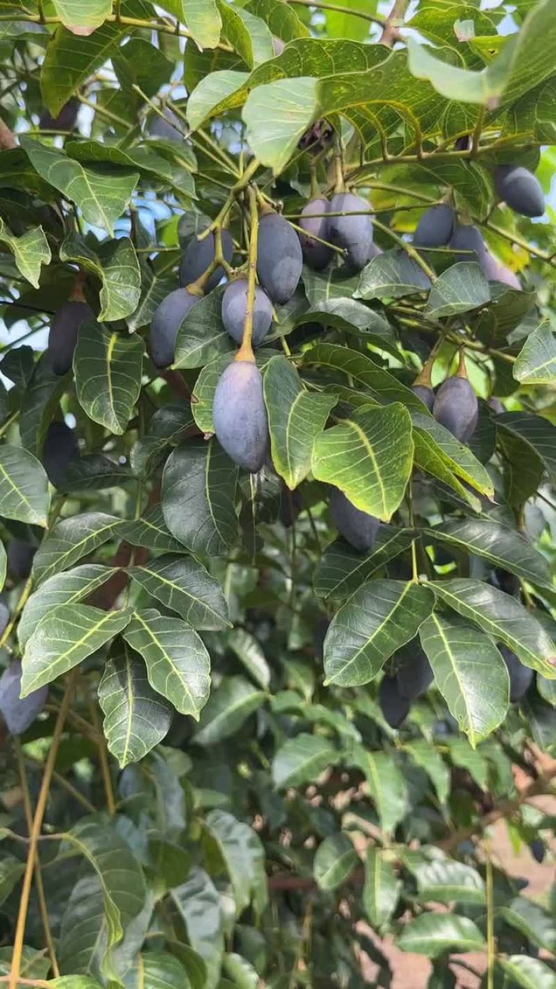 黑橄榄